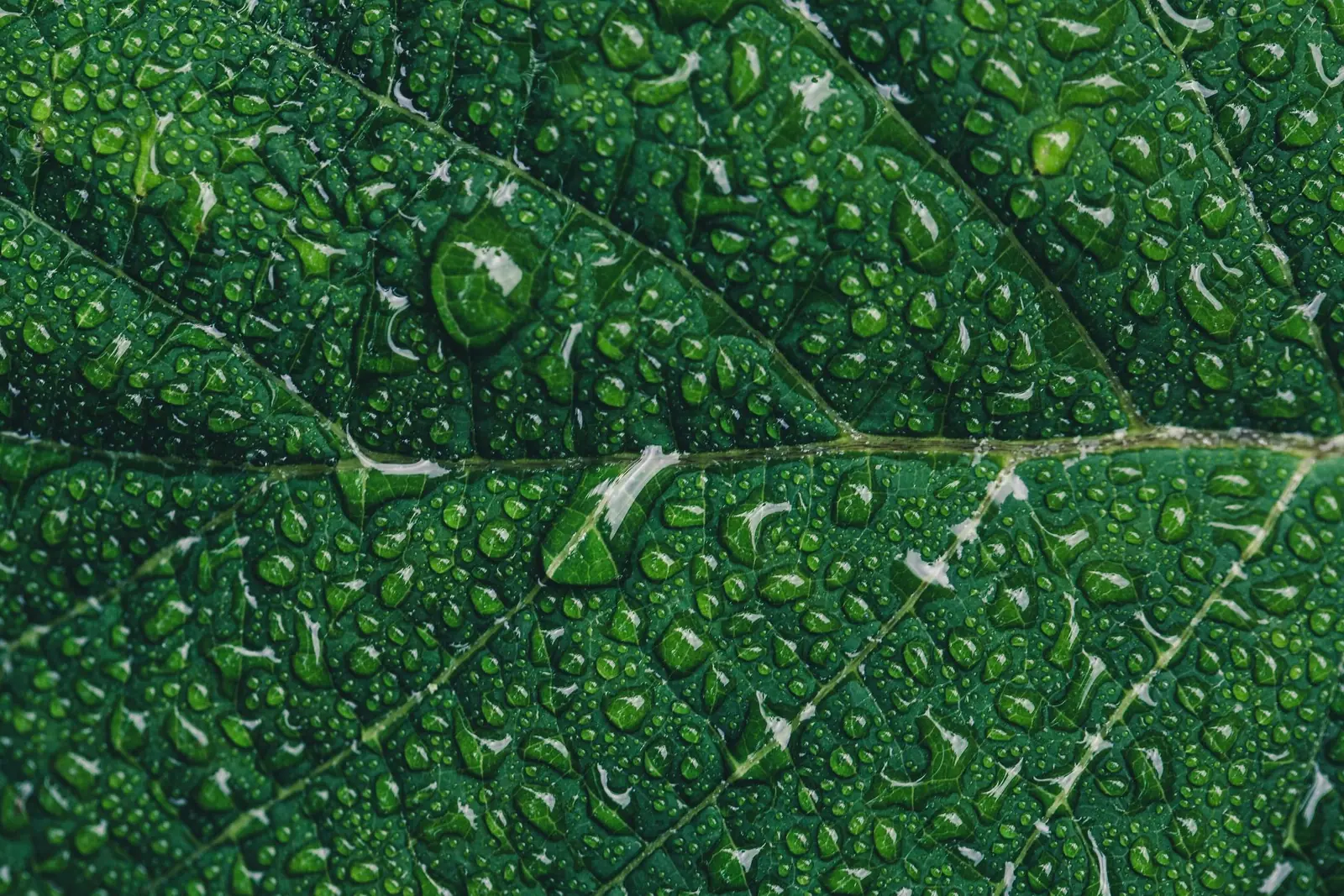 Close-up of a green leaf covered in water droplets